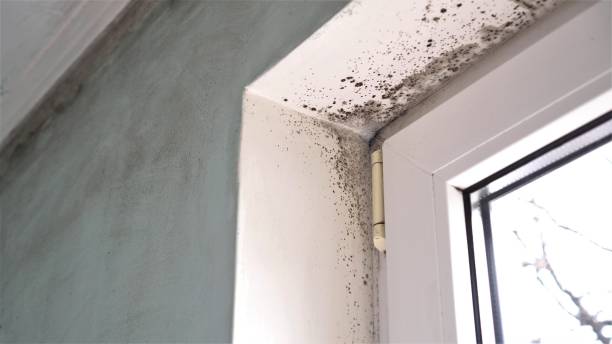 Best Residential Mold Removal  in Decatur, AL