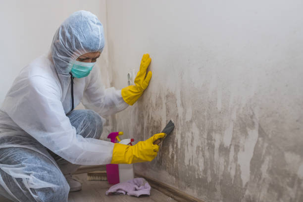 Mold Removal Process in Decatur, AL