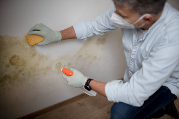 Best Toxic Mold Removal  in Decatur, AL
