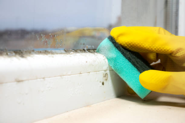 Professional Mold Removal in Decatur, AL