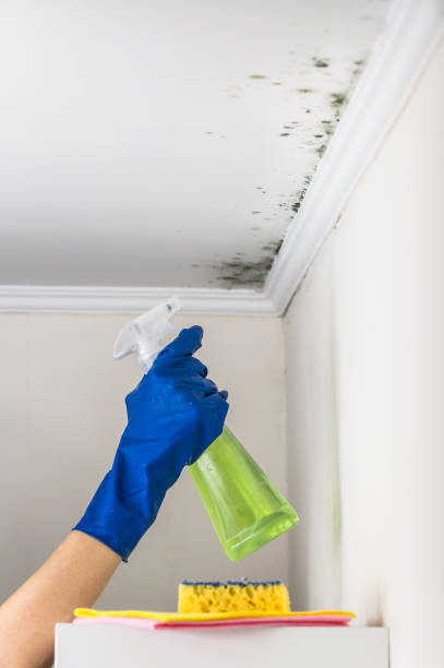Best Mold Removal Process  in Decatur, AL