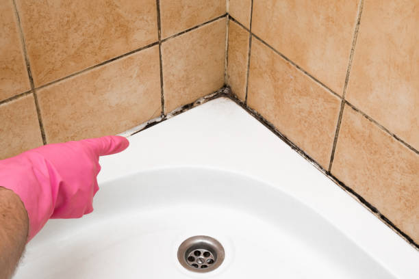 Office Mold Removal Services in Decatur, AL